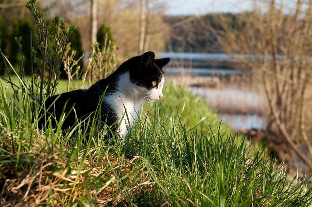 Willa Szara Sowa Stare Juchy Exterior foto